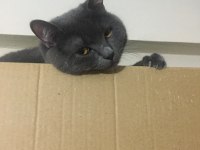 British shorthair gri 11 aylık kedimiz