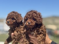 Ankarada yasal ruhsatlı çiftlikten toy poodle