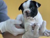 Irk Garantili Fransız Bulldog Yavrularımız