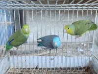 FORPUS YAVRU VE YATİŞKİN PONÇİKLERİMİZ 