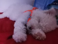 Sahibinden maltese terrier 3 aylık