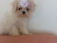 Anne baba orijinal Kore kan şecereli Maltese bebekler