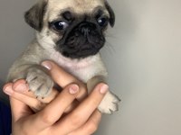 A kalite pug yavrular için mesaj atınız