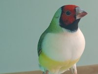 Goldun Finch