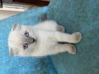 Scottish Fold Dişi