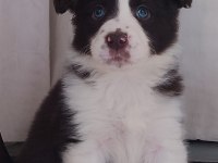 Sağlıklı safkan border collie yavrular
