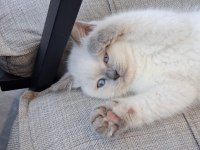 2 AYLIK BRİTİSH BLUE POİNT SAHİPLENDİRİLECEKTİR