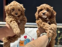 Ankaranın en elit kore maltipoo yavruları