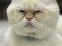 Çok sakin ve asla koku bırakmaz asla british shorthair
