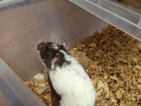 HER RENK HAMSTER MEVCUTTUR