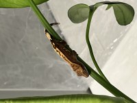 ÖZEL MORPH HERŞEYİ İLE CRESTED GECKO