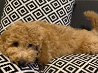 3 aylık dişi poodle uygun
