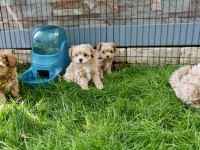 Orijinal Maltipoo Yavrular