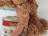 F1 DİZAYN MİNYATÜR MALTİPOO GÜZELLİK