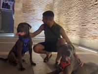 Acil satılık cane corso köpekler