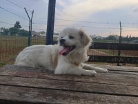 Maltese köpeğimize yuva arıyoruz