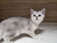 ÇOK OYUNCU BRİTİSH SHORTHAİR YAVRUMUZ