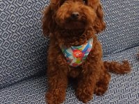 PREMIUM KOREA TEACUP TOY POODLE YAVRULARIMIZ