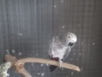7 Yasında Erkek Jako Papağanı