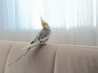 1 yaşında ele alışkın konuşan sultan papağanı