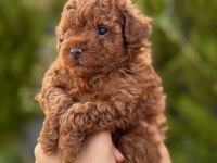 Lütfen İnceleyiniz Köpeğimizi