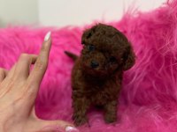 Micro Teacup Kore Poodle Bebeklerimiz
