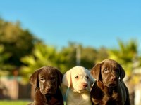 EFSANE GÜZEL LABRADOR RETRİEVER YAVRULARI İSTANBUL 
