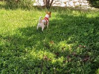 10 aylık jack russell yavrumuz