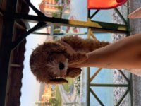 Yeni trend cavapoo