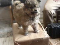 Pomeranian erkek yavru