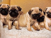 Oyuncu Tompik Pug Bebekler