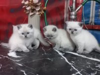 BRİTİSH BLUE POİNT A KALİTE BEBEKLER
