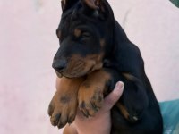 A Şecereli Anne Ve Babadan Üst Düzeyde Kaliteli Dobermanlar