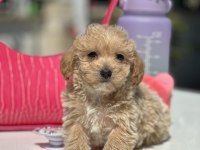 MİNİ MALTİPOO YAVRULARIMIZ