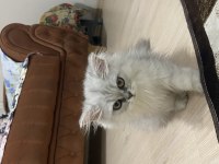 Adana içi ücretsiz sahiplendirme kedimiz