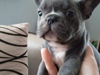 Blue french bulldog
