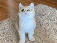 Safkan British Shorthair Golden Erkek Yavru