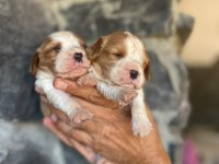 CAVALİER KİNG CHARLES KÖPEĞİ