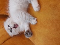 Dişi scottish fold kedisi