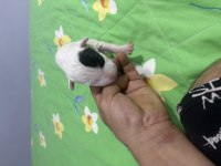 Bull terrier a şecere