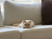 1,5 yaşında british longhair