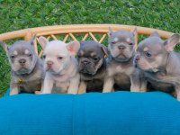 Dizzy rascal french bulldog yavruları yeni ailelerini arıyor