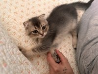 Scottish fold longhair