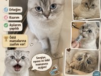 Kedimiz Doby Yuvasını Arıyor