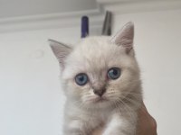 Blue point british shorthair cinsi kedi