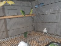 Renk renk Yavru forpus papağanlarımız 