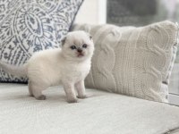 Scottish fold yavru