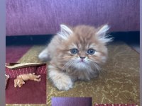2 aylık dişi chinchilla kedim