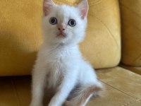 2.5 aylık british shorthair dişi
