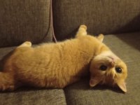 British shorthair golden ny12 dişi 12 aylık